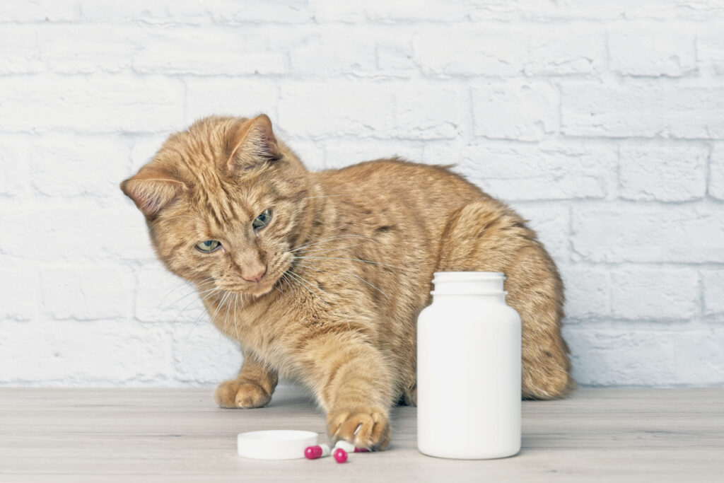Fabricación de suplementos nutricionales para animales