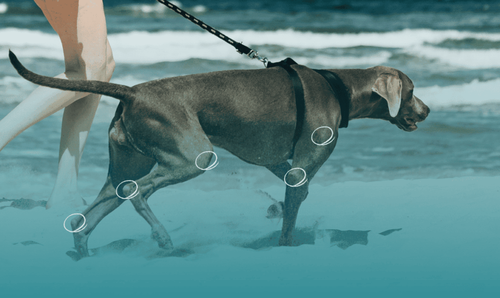 Chondroprotectors for Dogs ¿Por qué tu marca debe incorporarlos (y por ...